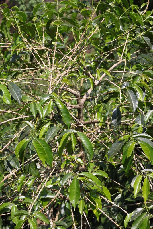 Coffee bush.